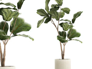 Piękne drzewo Ficus lyrata w doniczce do dekoracji 1247 Model 3D