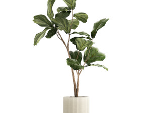 Beautiful Ficus lyrata tree in a flower pot for decoration 1247 3D Model