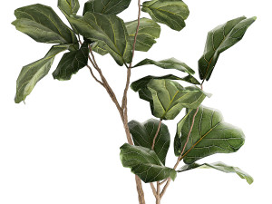 Beautiful Ficus lyrata tree in a flower pot for decoration 1247 3D Model