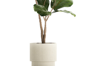 Beautiful Ficus lyrata tree in a flower pot for decoration 1247 3D Model