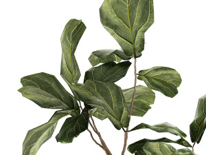 Beautiful Ficus lyrata tree in a flower pot for decoration 1247 3D Model