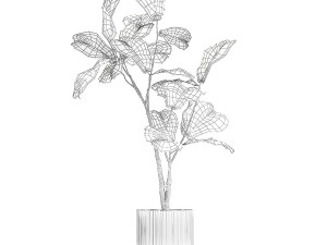 Beautiful Ficus lyrata tree in a flower pot for decoration 1247 3D Model