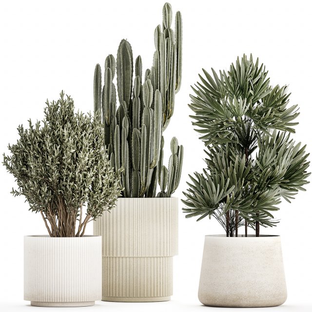 Beautiful Cereus and Olive plant in a flower pot 1248 Modelo 3D .c4d .max .obj .3ds .fbx .stl .blend 