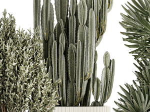 Beautiful Cereus and Olive plant in a flower pot 1248 Modelo 3D