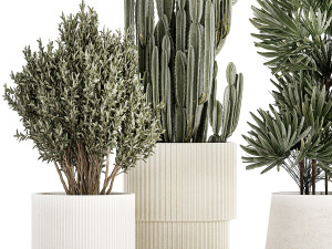 Beautiful Cereus and Olive plant in a flower pot 1248 Modelo 3D