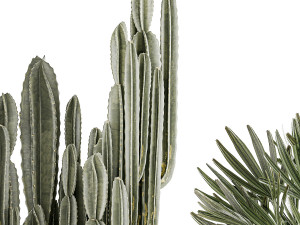 Beautiful Cereus and Olive plant in a flower pot 1248 Modelo 3D