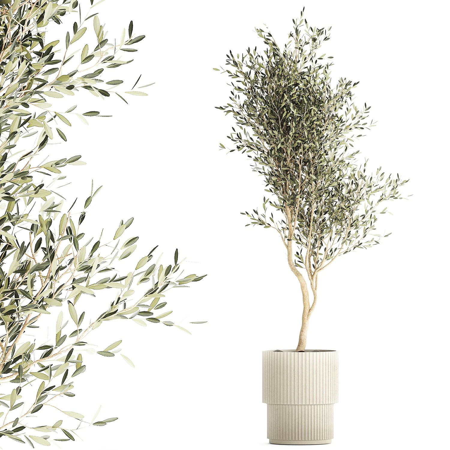 Beautiful Olive tree in a flower pot for decoration 1249 3D Model .c4d .max .obj .3ds .fbx .stl .blend 