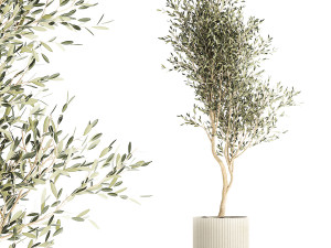 Beautiful Olive tree in a flower pot for decoration 1249 3D Model
