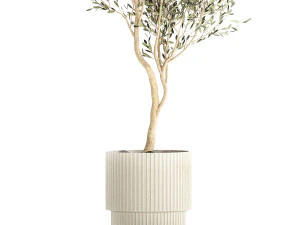 Beautiful Olive tree in a flower pot for decoration 1249 3D Model