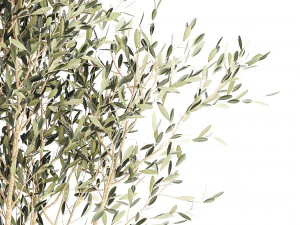 Beautiful Olive tree in a flower pot for decoration 1249 3D Model