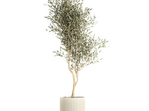 Beautiful Olive tree in a flower pot for decoration 1249 3Dモデル
