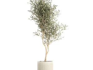 Beautiful Olive tree in a flower pot for decoration 1249 3D Model