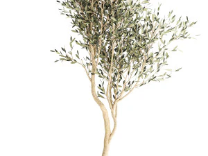 Beautiful Olive tree in a flower pot for decoration 1249 3D Model
