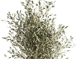 Beautiful Olive tree in a flower pot for decoration 1249 3D Model