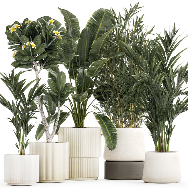 Beautiful Strelitzia Bamboo plants in flower pots 1250 3D 模型 .c4d .max .obj .3ds .fbx .stl .blend 