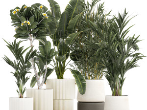 Beautiful Strelitzia Bamboo plants in flower pots 1250 3D 模型