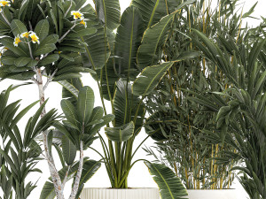 Beautiful Strelitzia Bamboo plants in flower pots 1250 3D 模型