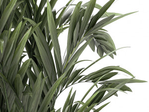 Beautiful Strelitzia Bamboo plants in flower pots 1250 3D 模型
