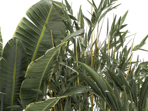 Beautiful Strelitzia Bamboo plants in flower pots 1250 3D 模型