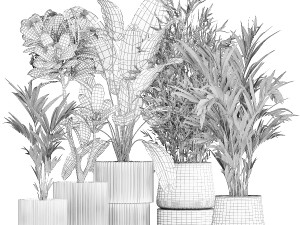 Beautiful Strelitzia Bamboo plants in flower pots 1250 3D 模型