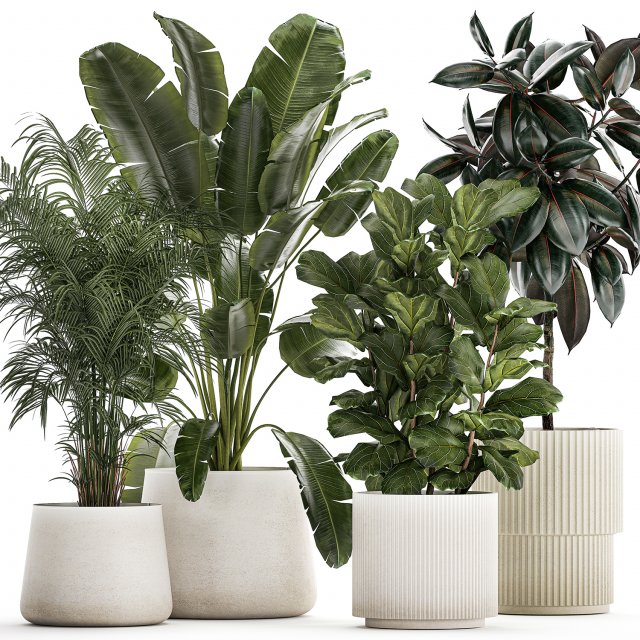 Beautiful Strelitzia Ficus lyrata plants in flower pots 1251 Modèle 3D .c4d .max .obj .3ds .fbx .stl .blend 