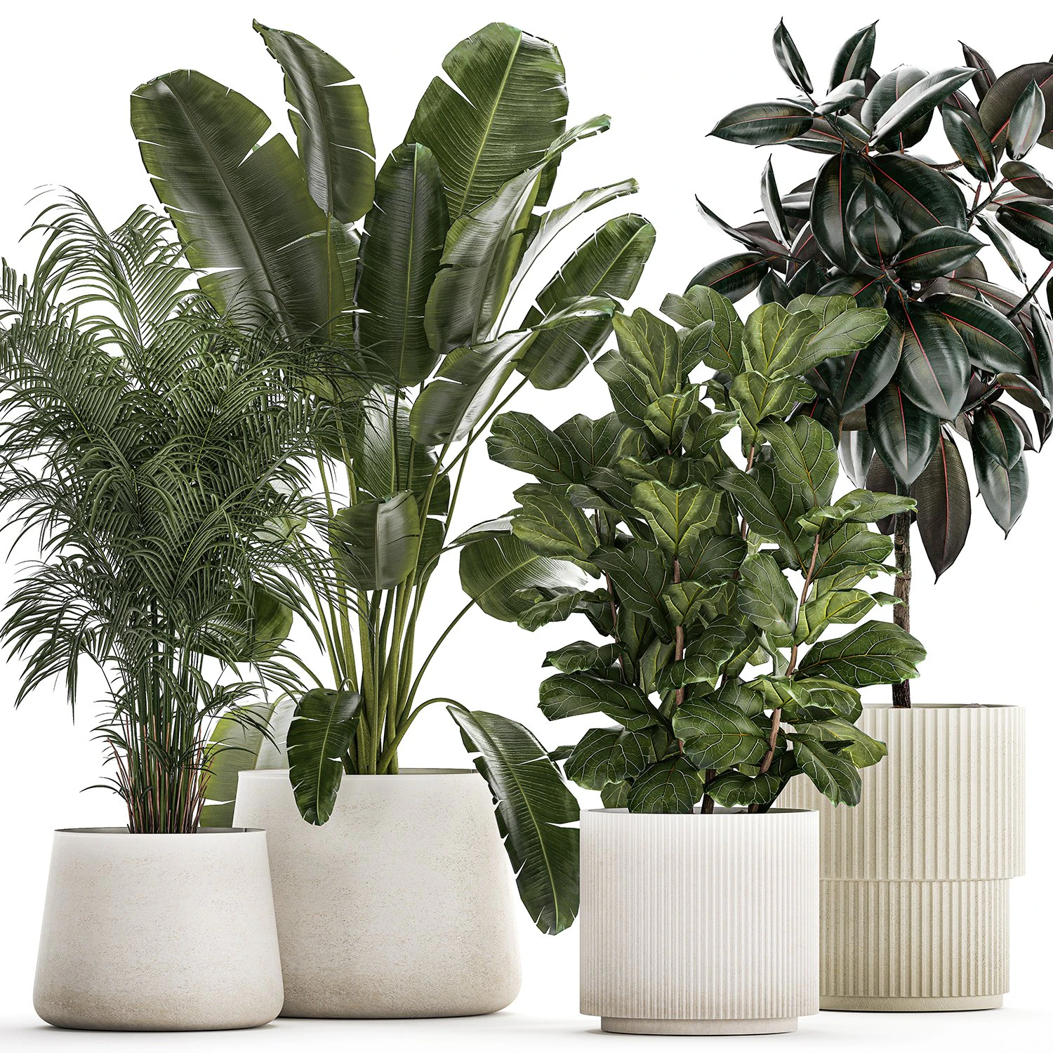 Beautiful Strelitzia Ficus lyrata plants in flower pots 1251 3D Model .c4d .max .obj .3ds .fbx .stl .blend 
