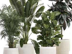 फूलों के गमलों में सुंदर स्ट्रेलित्ज़िया फ़िकस लिराटा पौधे 1251 3D मॉडल