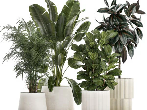 Beautiful Strelitzia Ficus lyrata plants in flower pots 1251 3D Model
