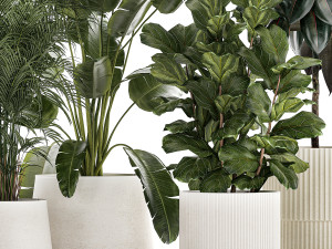 Beautiful Strelitzia Ficus lyrata plants in flower pots 1251 Modèle 3D