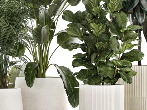 Beautiful Strelitzia Ficus lyrata plants in flower pots 1251 3D Model