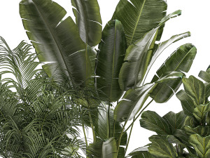 Beautiful Strelitzia Ficus lyrata plants in flower pots 1251 Modèle 3D