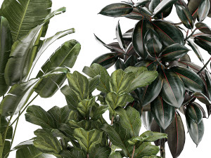 Beautiful Strelitzia Ficus lyrata plants in flower pots 1251 Modèle 3D