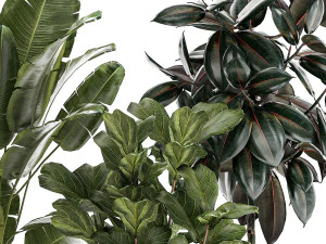 Beautiful Strelitzia Ficus lyrata plants in flower pots 1251 3D Model