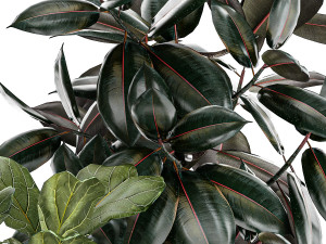 Beautiful Strelitzia Ficus lyrata plants in flower pots 1251 Modèle 3D