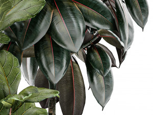 Beautiful Strelitzia Ficus lyrata plants in flower pots 1251 Modèle 3D