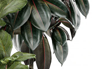 Beautiful Strelitzia Ficus lyrata plants in flower pots 1251 3D Model