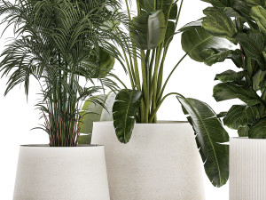 Beautiful Strelitzia Ficus lyrata plants in flower pots 1251 Modèle 3D