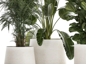 Beautiful Strelitzia Ficus lyrata plants in flower pots 1251 3D Model