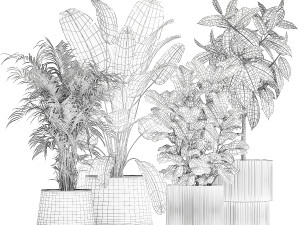 Beautiful Strelitzia Ficus lyrata plants in flower pots 1251 Modèle 3D