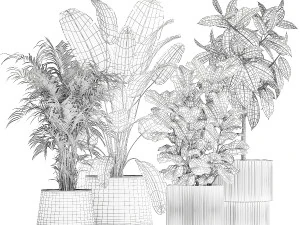 Beautiful Strelitzia Ficus lyrata plants in flower pots 1251 3D Model