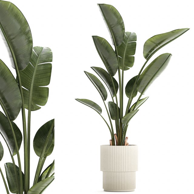 Beautiful plant Strelitzia banana palm flower pots 1252 Modelo 3D .c4d .max .obj .3ds .fbx .stl .blend 