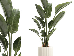 Beautiful plant Strelitzia banana palm flower pots 1252 3D Model