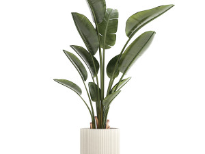 Beautiful plant Strelitzia banana palm flower pots 1252 Modelo 3D