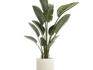 Beautiful plant Strelitzia banana palm flower pots 1252 3D Model