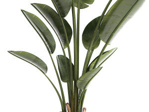 Beautiful plant Strelitzia banana palm flower pots 1252 Modelo 3D
