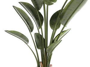 Beautiful plant Strelitzia banana palm flower pots 1252 3D Model