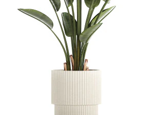 Beautiful plant Strelitzia banana palm flower pots 1252 3D Model