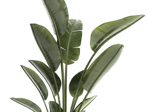 Beautiful plant Strelitzia banana palm flower pots 1252 3D Model