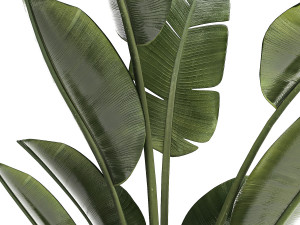 Beautiful plant Strelitzia banana palm flower pots 1252 Modelo 3D