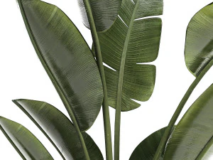 Beautiful plant Strelitzia banana palm flower pots 1252 3D Model